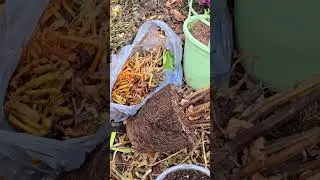 Fall tasks. Recycling old potting soil in my compost pile. #recycling #soil