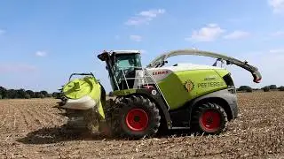 Claas Jaguar 970 r&auml;umt seinen ersten Maisacker leer, 2025.