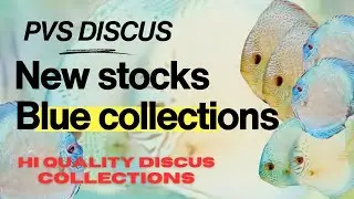 Blue collection discus | Imported Discus | Hi quality Discus for sale #fish #discusfish #aquarium 
