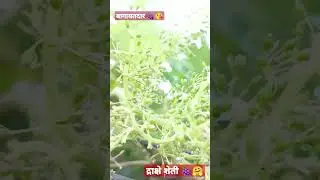 बागायतदार 🍇 द्राक्ष शेती 🍇🤗 draksh bhagandar status.. 🍇