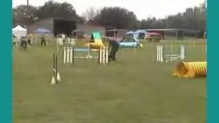 USDAA Dog Agliity Trial Robbie