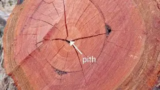Cross Section Of Tree Trunk