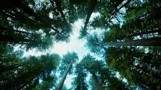 The tree of Life: a nature hymn