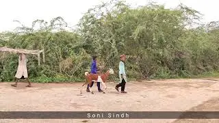 Bars badaliyo Bars | Fozia soomro charli jalan | Sindhi song | Thar after rain | Tharparkar Sindh