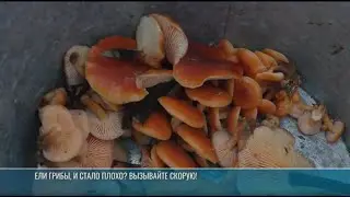 Грибной сезон продолжается. Правила безопасности &laquo;тихой охоты&raquo;