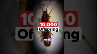 That's Why There Are Trillions Of Cockroaches!🪳 | How German Cockroaches Became A Worldwide Pest🌍