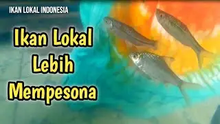 Ikan Nilem , Wader Pari , Bader , Lais , Sepat , Udang Dalam Satu Aquarium