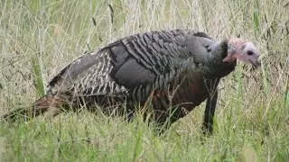 Wild Turkeys feeding on grass seeds