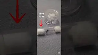 Test Tube Alternative And Queen Ant Experiment #experiment #ants #queenant #antkeeping