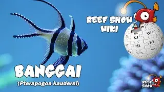 Reef Show Wiki: Banggai