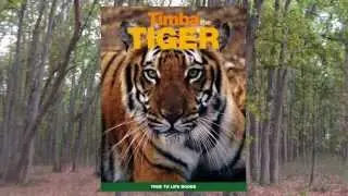Timba The Tiger Adventures