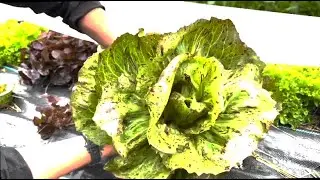 Our Micro-Climate: Challenges and Marketing the Products of Our Off-Grid Family Farm in Alaska