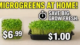 Beginner's Guide to Growing Tasty Microgreens at Home HOOK
