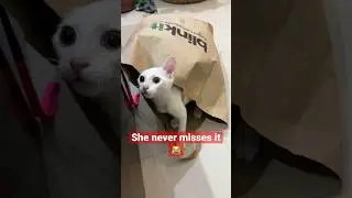 The paper bag lover cat #catshorts #catlover #catholic #catfacts #kittens #catfunnyvideo