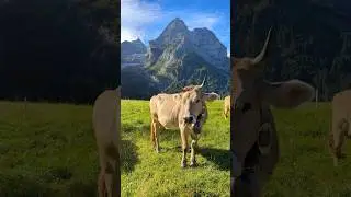 A perfect day in Switzerland #switzerland #youtubeshorts #nature #cows