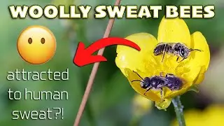These Bees LOVE your Perspiration