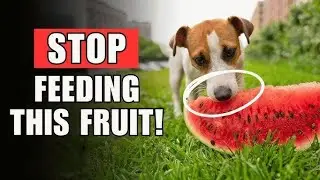 10 Superfruits That Add Years To  DOG'S 🐶 Life