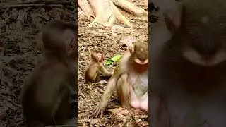 Daily baby monkey, Newborn monkey activities, Baby monkey video,#luno #robin #jenifer #Jody #leo
