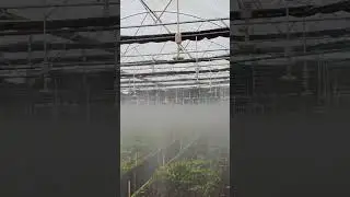 Netafim Fogger System