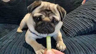 | Mmm cucumber! | Pangpang the Pug 2021 Healthy treats for dogs | Pug diet 2021 |