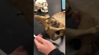 Pelvic Girdle Bones Of Pelvis