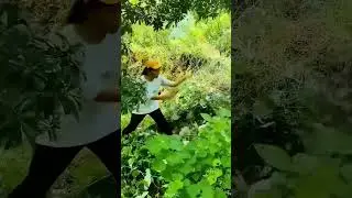 Orchard weeding process