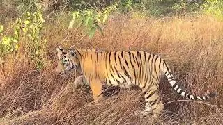 Tiger Rare sighting - Close Encounter with sub Adult Male #tiger #tigers #wildlife #jungle #safari