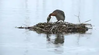 Red-necked Grebes Nesting DSC 4608