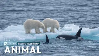 What Animals Can Survive the Coldest Place on Earth | Life at the Extreme