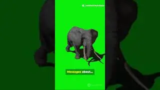 They Text by Stomping?! 🐘 Mind-Blowing Elephant Fact