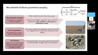 Irin Sultana: How do shorebirds choose foraging habitats within intertidal coastal Bangladesh?