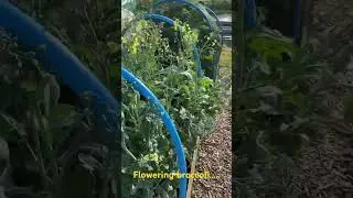I let my broccoli flower for the bees 🐝 #allotment #flowers #pollinators #bees #broccoli #garden