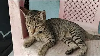 Cats World 🌍😻 is live