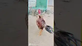 premium quality birds #YouTube short video #viral video #viral video content,❤️&zwj;🔥😱😱😱