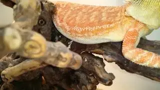 BEARDY/COLONY ROOM UPDATE!!!!