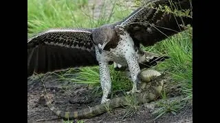 #Hawk #Eagle #Owl #Wildlife #Animal #EagleHawkOwl hawk vs snake, Owl vs snake fight, Eagle Vs Snake,
