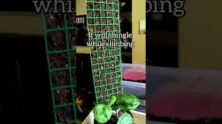 scindapsus plant care | Mosspole | shingle #plants #garden #shorts