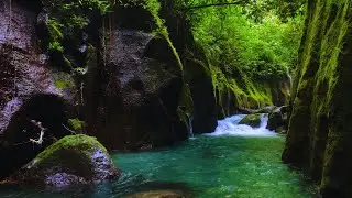 Healing Forest Dreams: Babbling River & Morning Birdsong, Nature Ambience for Deep Sleep