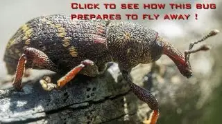 Pine weevil (macro video 1080p) / Mažasis pu&scaron;inis straubliukas (makro video 1080p)