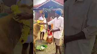 ಬೆಳಗಿನ ಸೂರ್ಯೋದಯದಿಂದ ಸುಗ್ಗಿ ಹಬ್ಬದ ಸಂಭ್ರಮ | Traditional Village Sankranti Festival 🪁