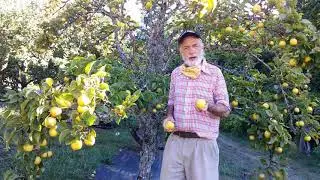 Yakumo Asian pears are a great addition to any orchard