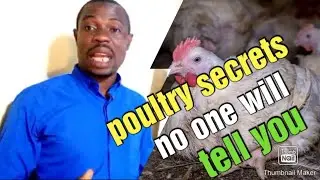 POULTRY FARMING SECRETS. how to start poultry business in Nigeria.