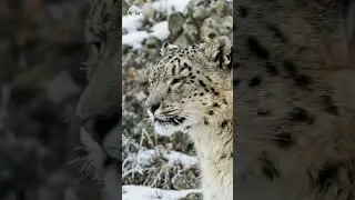 Encountering the spirit of the mountains Snow Leopard