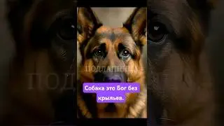 #dogs #angels #loyalty #love #paws