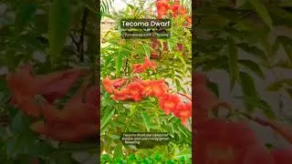 Tecoma Dwarf | Hardy Plant | Rooftop Karachi | Gardening with Passion