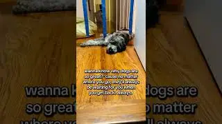 yep. always there. #dogs #dogsofyoutube #fyp
