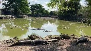 Alligator breeding pit