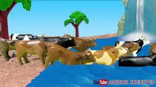 Toros al agua 🐂 💦 El ganado cruza el rio