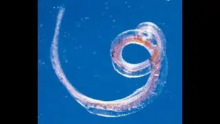 Нематоды  - 1