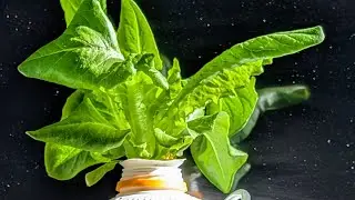 Grow lights for your hydroponics vegetable garden 
